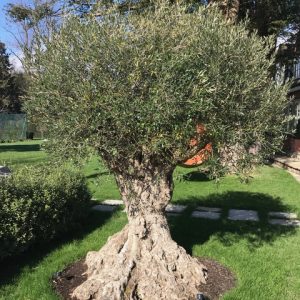 Agrumi Olive Tree