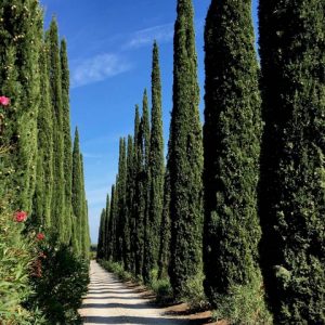 Cypress Tree